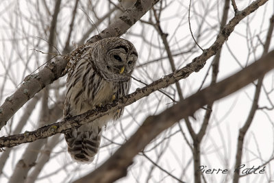 Chouette Raye,  Barred Owl