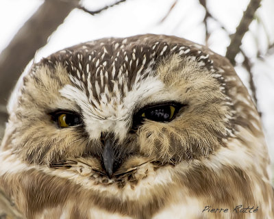 Petite Nyctale, Northern Saw-whet Owl