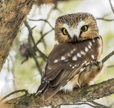 Petite Nyctale, Northern Saw-whet Owl