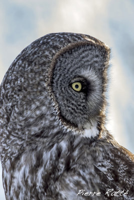 Chouette Lapone, Great Gray Owl