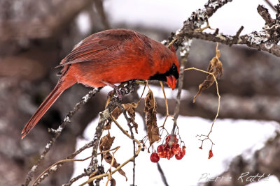 Cardinal Rouge, Northern Cardinal
