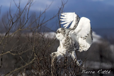 Harfang des Neiges, Snowy Owl