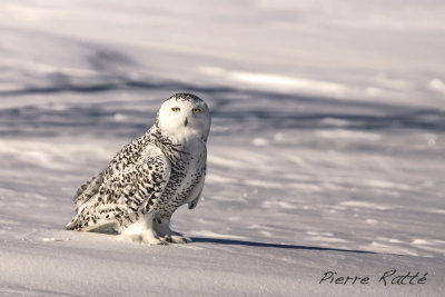 Harfang des Neiges, Snowy Owl