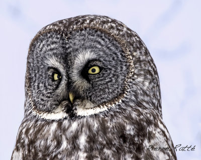 Chouette Lapone, Great Gray Owl