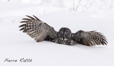 Chouette Lapone, Great Gray Owl