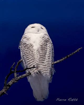 Harfang des Neiges, Snowy Owl