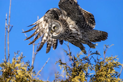 Chouette Lapone, Great Gray Owl