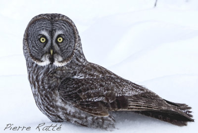 Chouette Lapone, Great Gray Owl