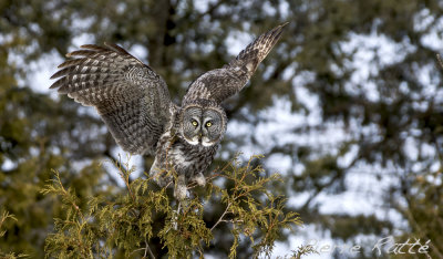Chouette Lapone, Great Gray Owl