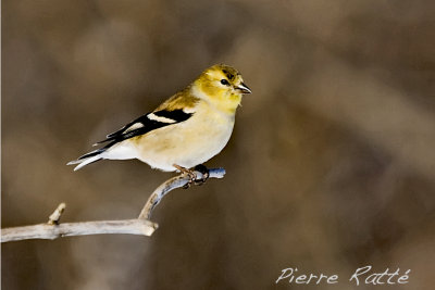 Chardonneret jaune, American Goldfinch