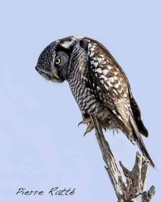 Chouette Épervière, Northern Hawk Owl