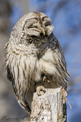 Chouette Rayée, Barred Owl