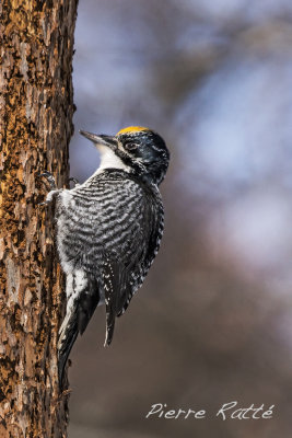 Pic à dos rayé, American Tree-toed Woodpecker