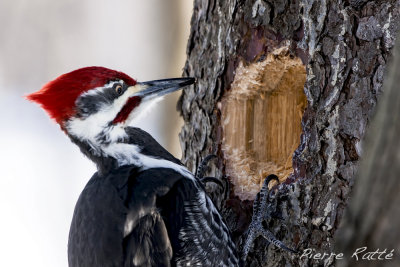 Grand Pic, pileated Woodpecker