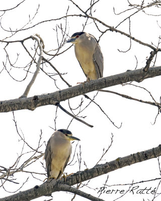 Bihoro gris, Black-crowned Night-heron