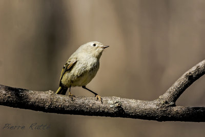 Roitelet à couronne rubis, Ruby-crowned Kinglet