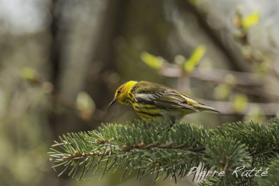 Paruline Tigré, cape May Warbler