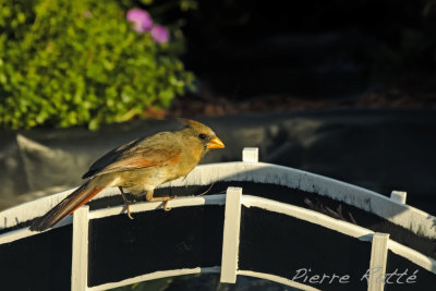 Cardinal rouge femelle, Northern Cardinal female