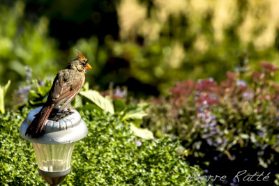 Cardinal rouge femelle, Northern Cardinal female