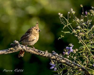 Oiseaux_2014