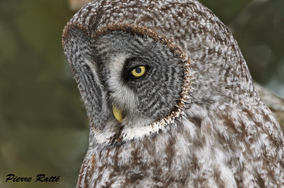 Chouette Lapone, Great Gray Owl,