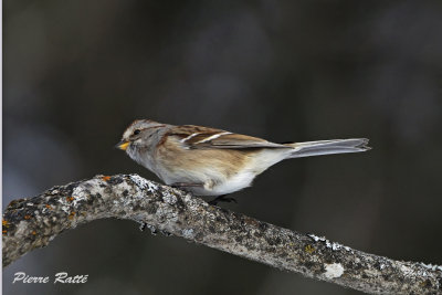 Bruant Hudsonien, American Tree Sparrow,