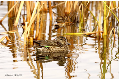 Sarcelle d'hiver, Green-winged teal  (female)