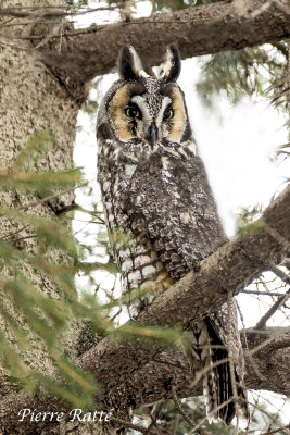 Hibou Moyen-Duc, Long-eared Owl
