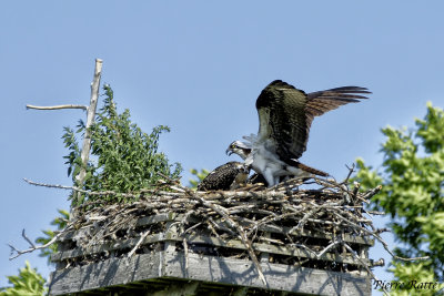 Oiseaux 2016