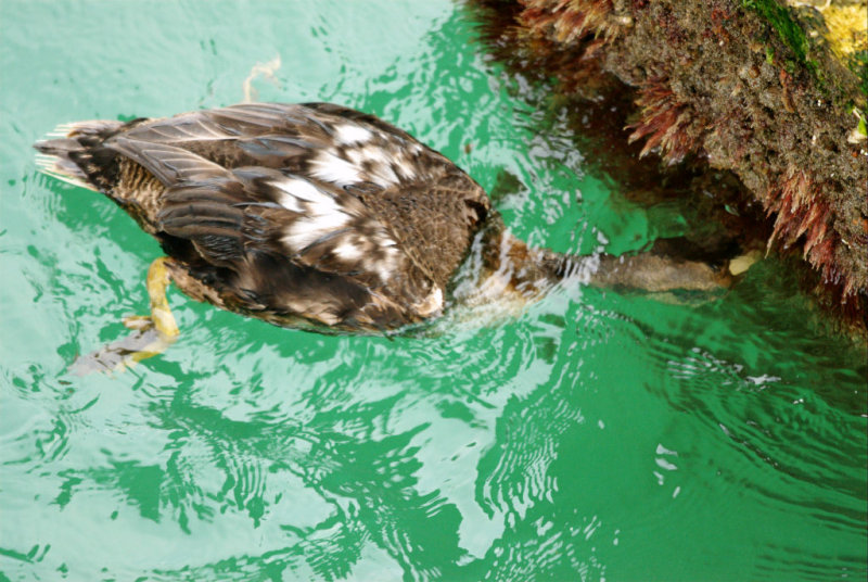 Eider_Common HS1_5872.jpg