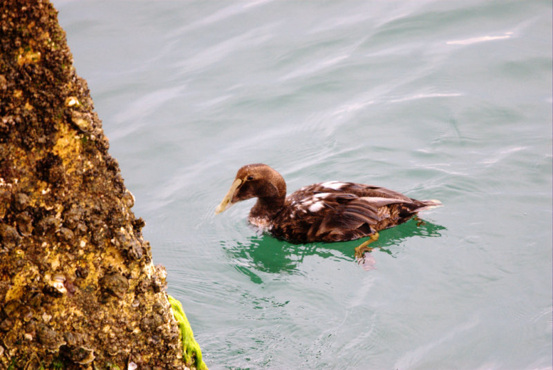 Eider_Common HS1_5882.jpg