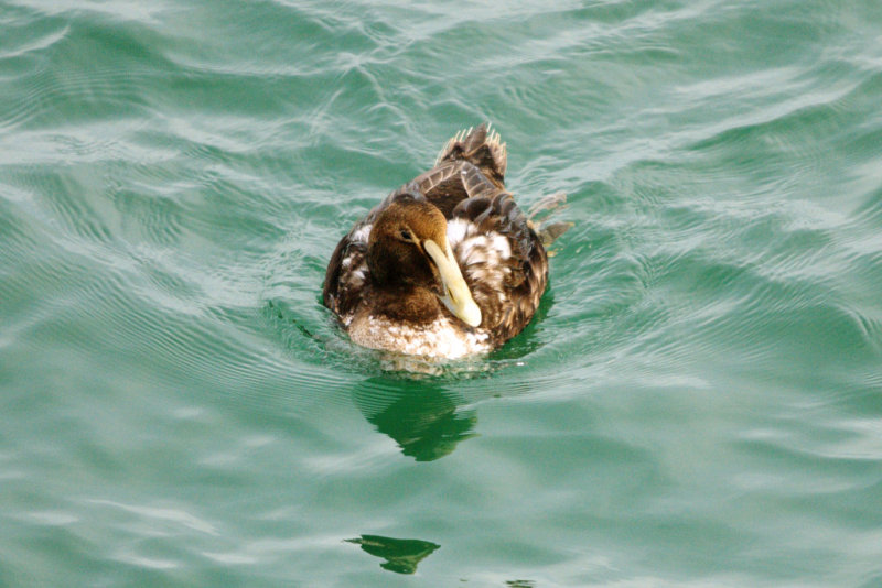 Eider_Common HS1_6032.jpg