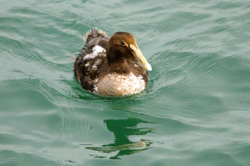 Eider_Common HS1_6037.jpg