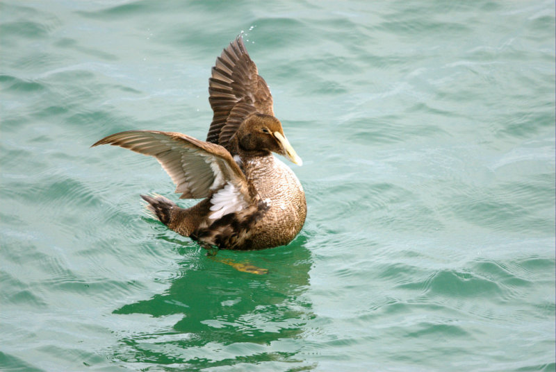 Eider_Common HS1_6060.jpg