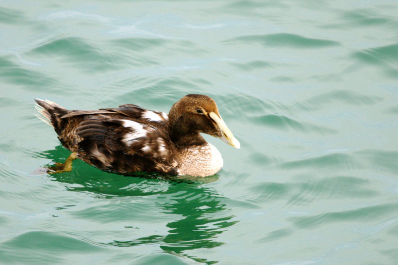 Eider_Common HS1_6076.jpg