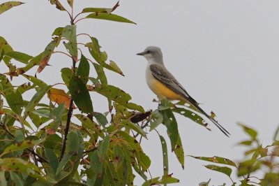 Flycatcher_Scissor-tailed HS8_4825.jpg