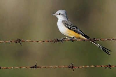 Flycatcher_Scissor-tailed HS8_4872.jpg