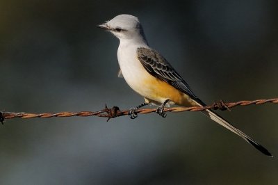 Flycatcher_Scissor-tailed HS8_4917.jpg