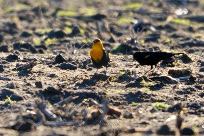 Blackbird Yellow-headed HS8_6083.jpg