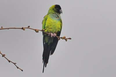 Parakeet_Nanday HS8_0671.jpg