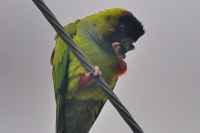 Parakeet_Nanday HS8_0692.jpg