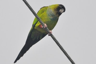 Parakeet_Nanday HS8_0740.jpg