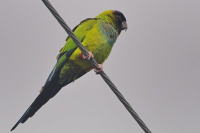 Parakeet_Nanday HS8_0743.jpg