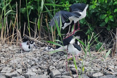 Stilt_Black-necked H10_2689.jpg