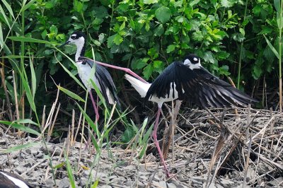 Stilt_Black-necked H10_2733.jpg