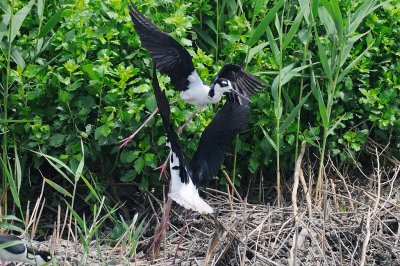 Stilt_Black-necked H10_2736.jpg