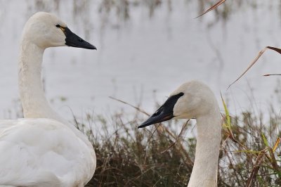 Swan_Trumpeter H10_5683.jpg