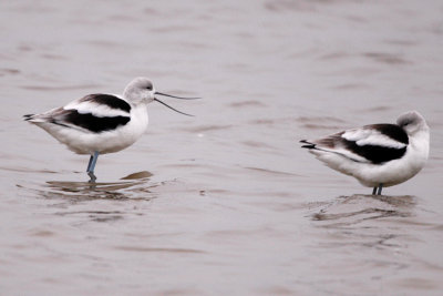 Avocet_American 9089A.jpg