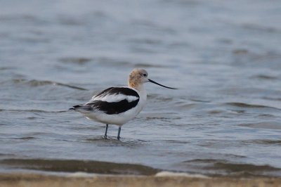 Avocet_American H10_4344.jpg