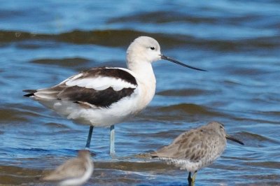 Avocet_American H10_4714.jpg